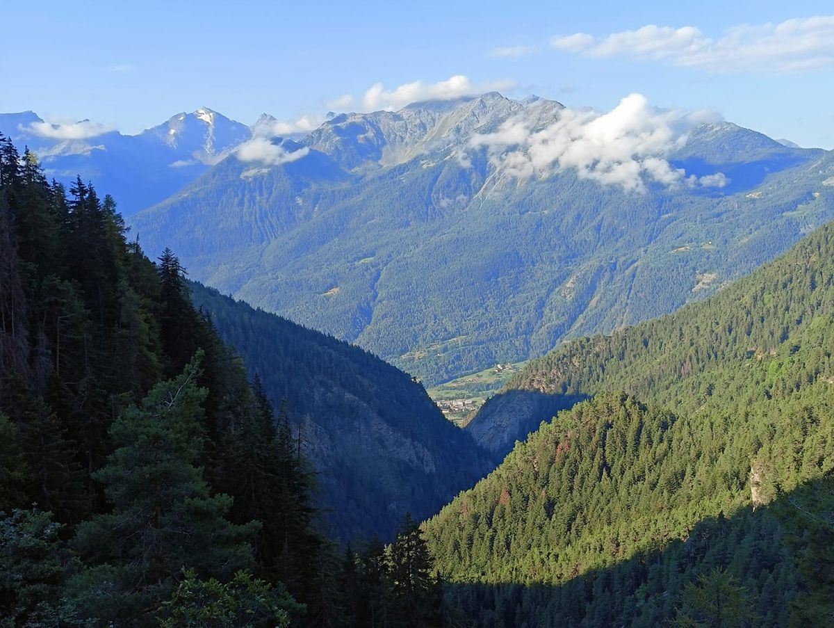 Industria foresta legno in Italia: urge una pianificazione attenta