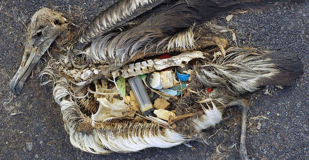 Lo stomaco pieno di plastica di un pulcino di albatro morto fotografato nel rifugio nazionale dell'atollo di Midway nel Pacifico nel settembre 2009 