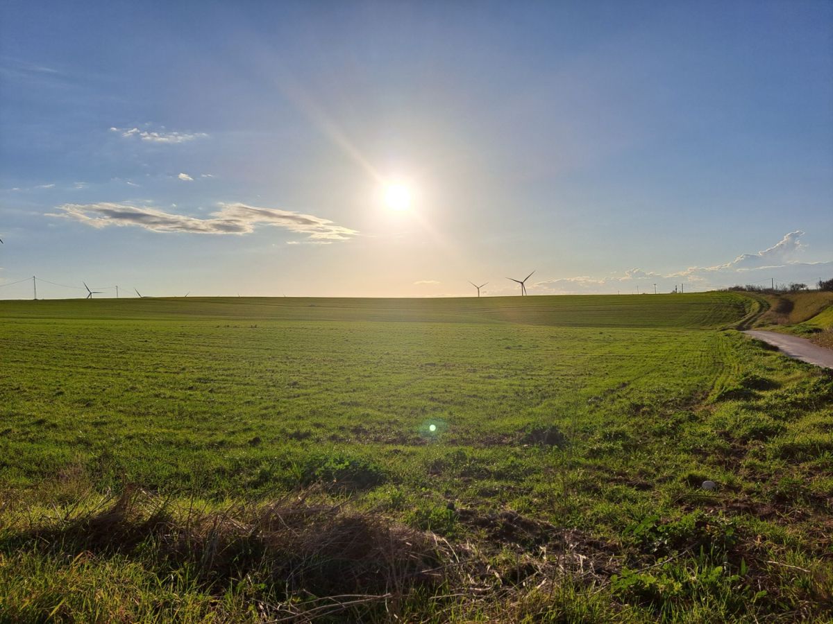 L'area di Poggio Imperiale dove sorgerà un impianto agrivoltaico