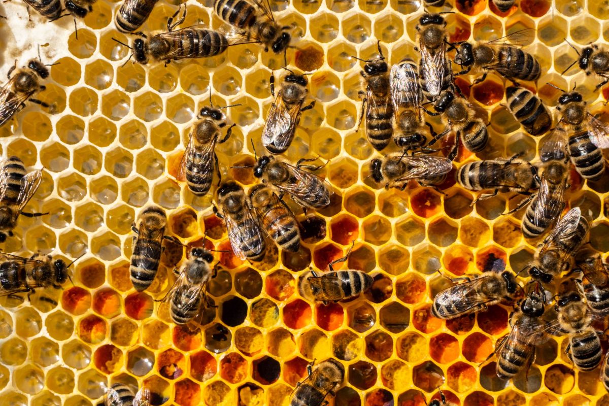 Api: una specie a rischio estinzione