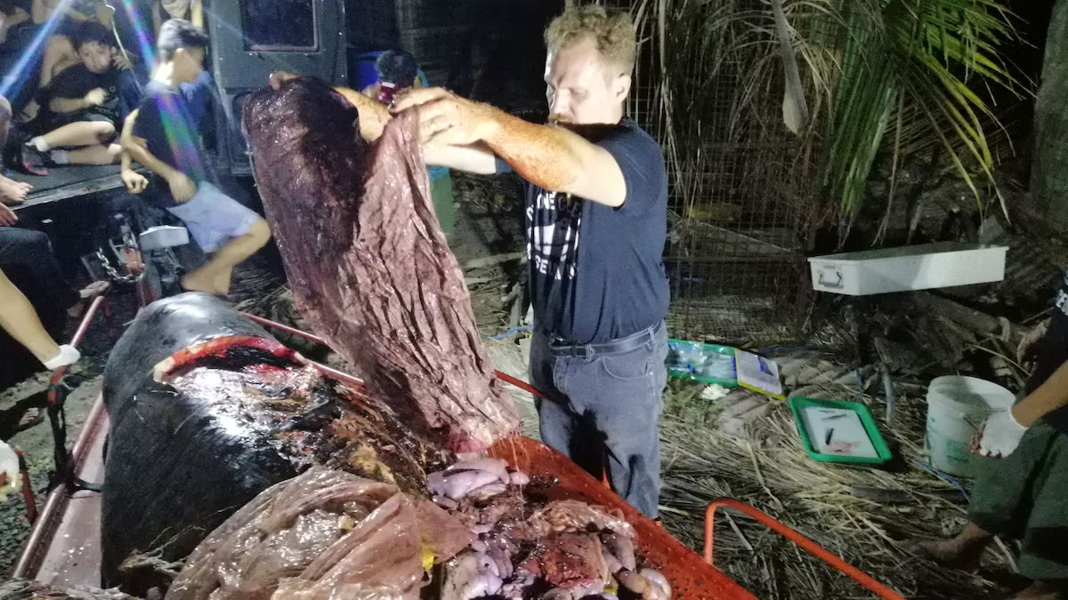 Balena morta per aver ingerito 40 kg di plastica, Filippine, 2019