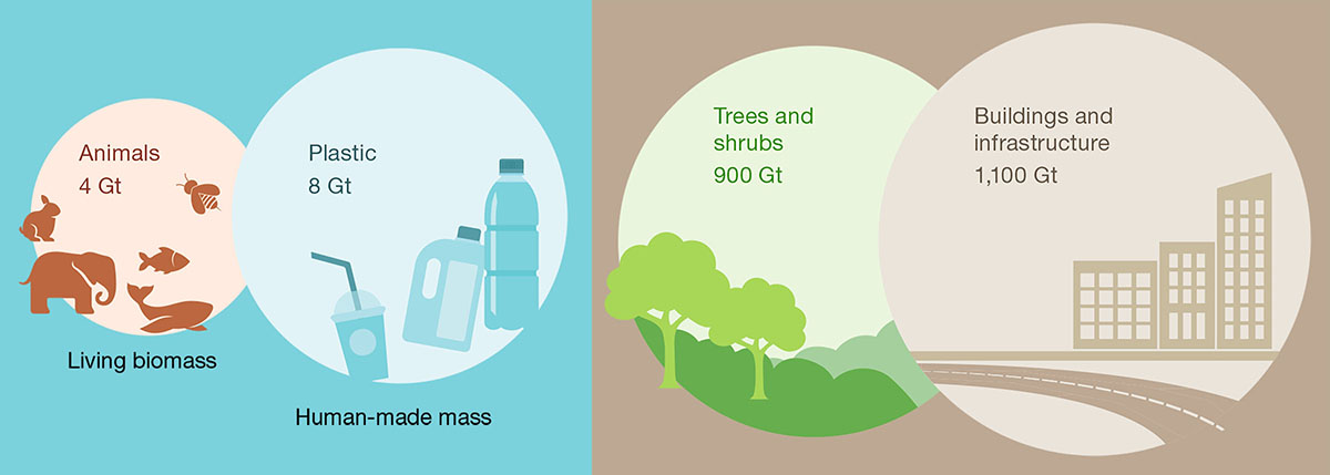 Biomassa vivente (animali) a confronto con la plastica, il verde e l'ambiente costruito 