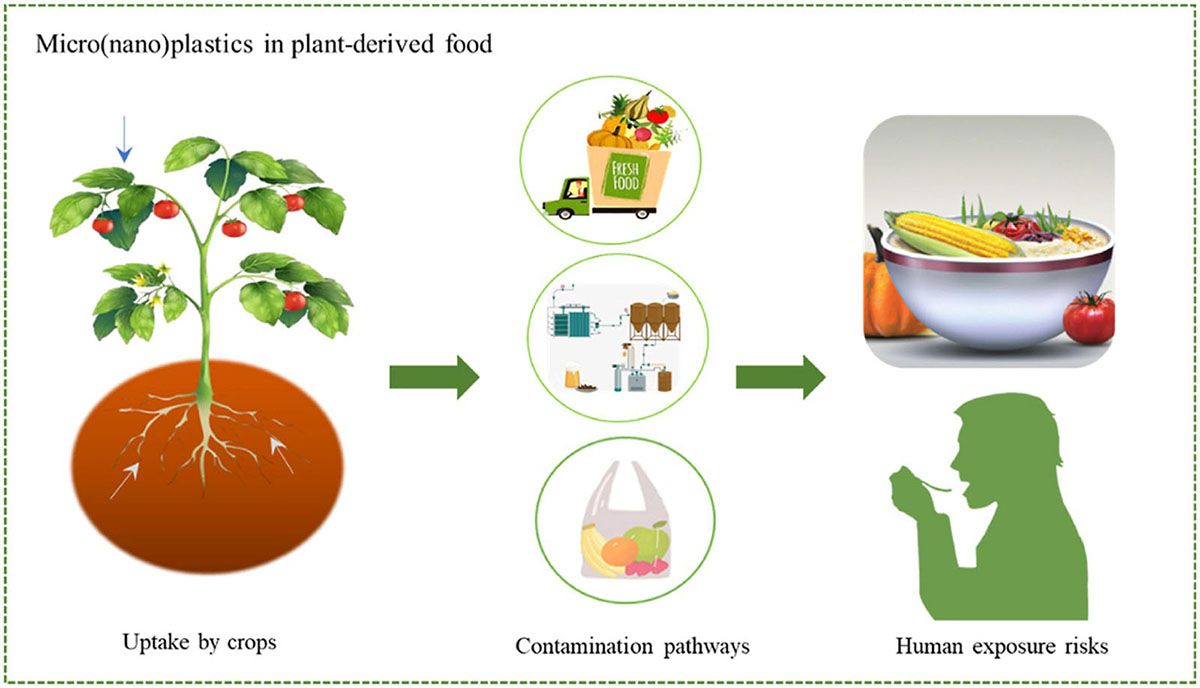 Micro(nano)plastiche negli alimenti di origine vegetale