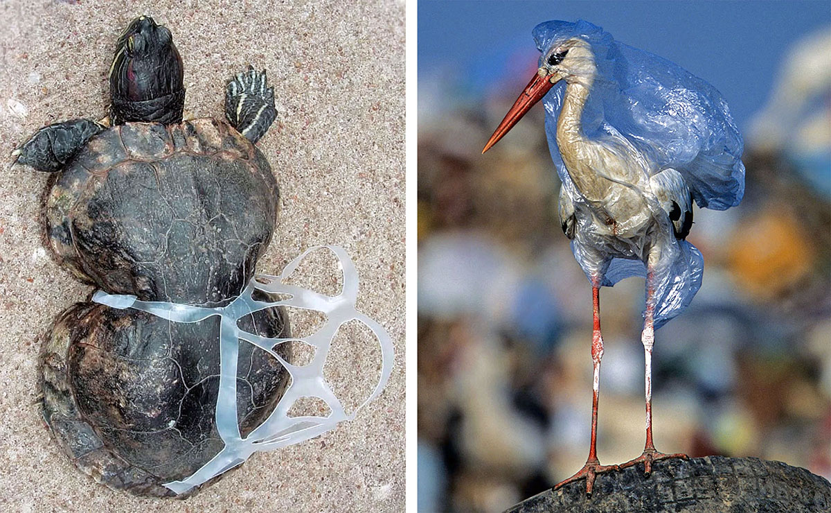 Animali intrappolati dalla plastica