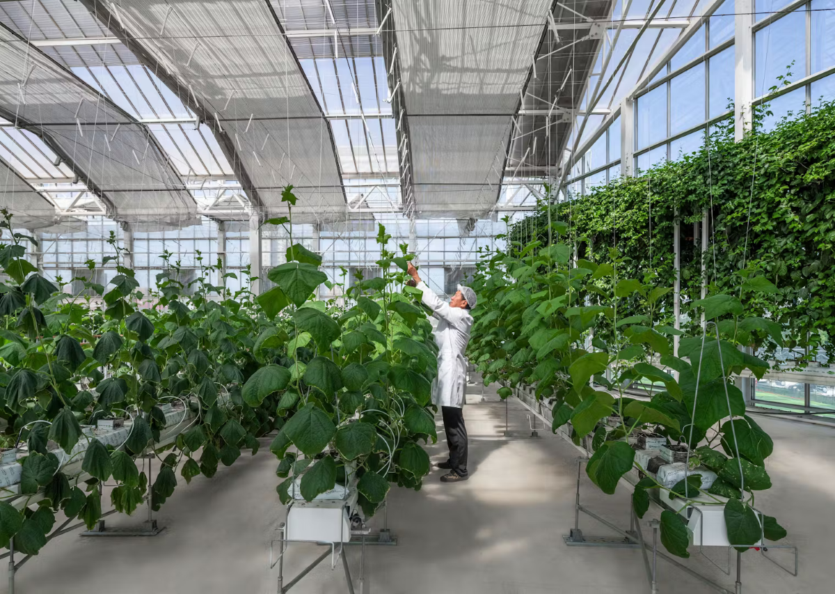 L'interno della Vertical Farm inaugurata a Pechino