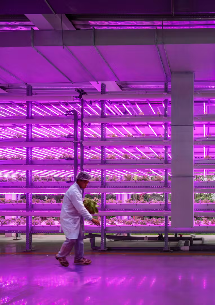 la Vertical Farm di Pechino non “spreca neanche una goccia” d'acqua