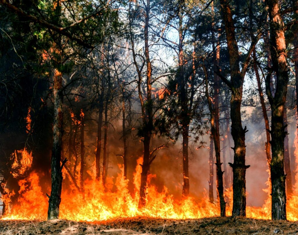 Incendi boschivi in Italia: secondo ISPRA le superfici bruciate nel 2023 sono più del 36%