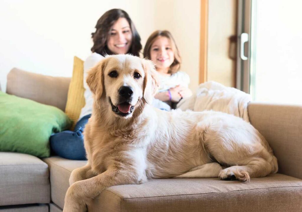 Qualità dell’aria indoor e animali domestici
