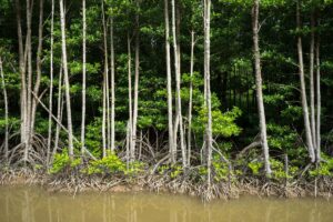Degrado dei sistemi di acqua dolce: metà dei paesi del mondo in crisi secondo l’UNEP