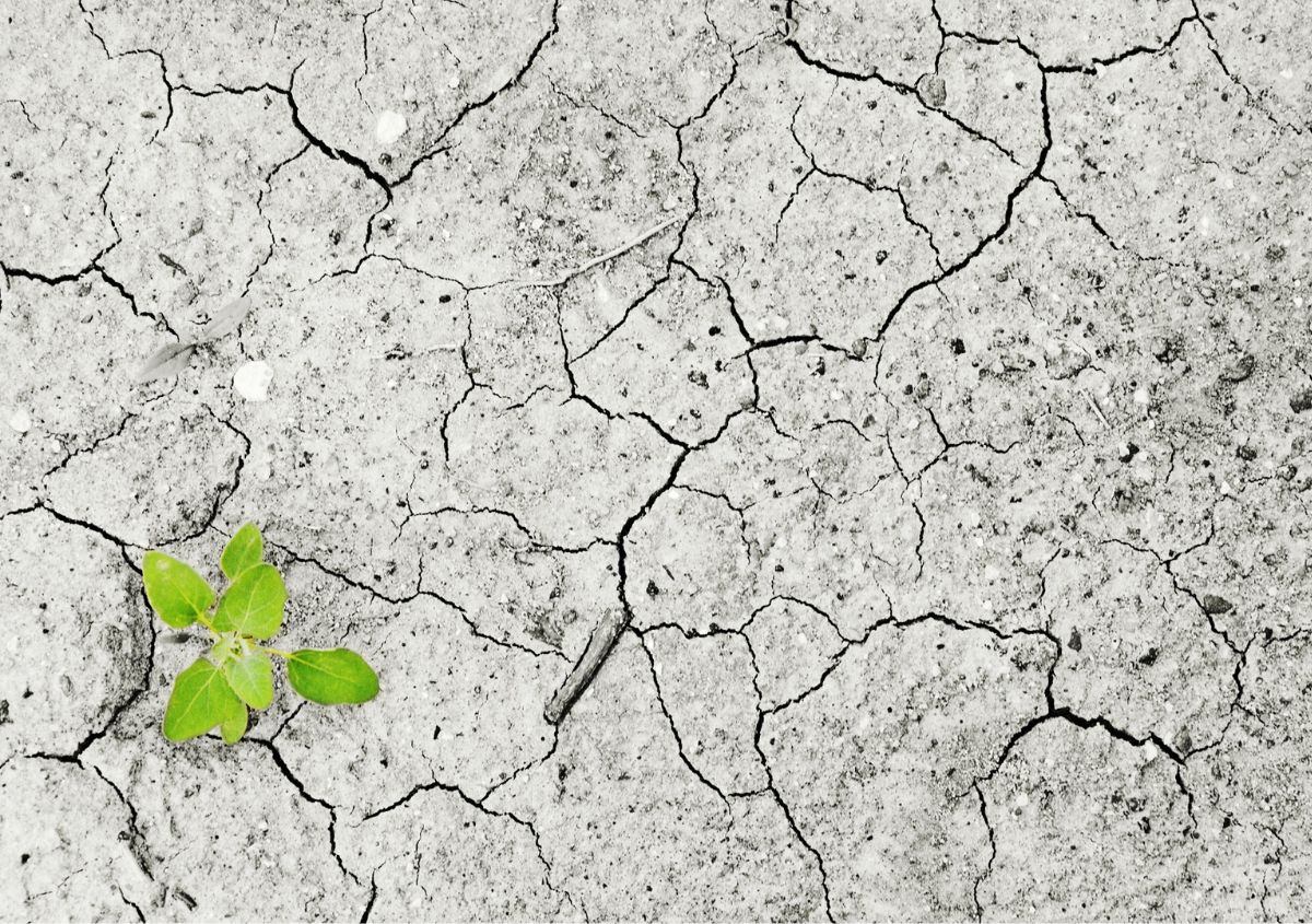 Effetti del cambiamento climatico: siccità e alte temperature