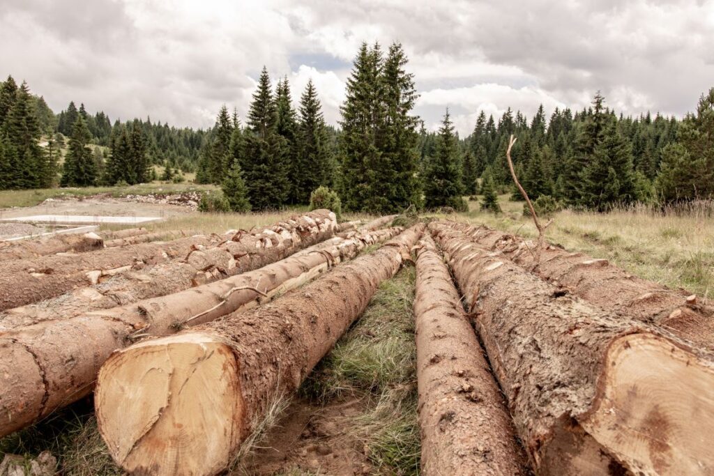 La Commissione Europea propone 12 mesi di proroga per l’attuazione del Regolamento UE sulla deforestazione