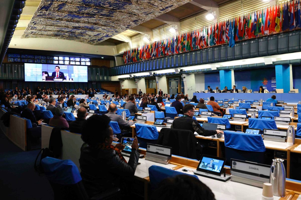 COP16 biodiversità, qualcosa si muove