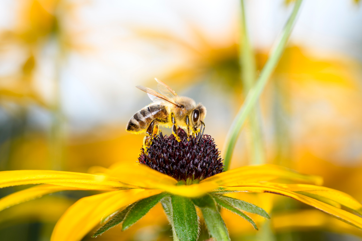 Fotovoltaico e biodiversità: L’importanza per gli insetti impollinatori