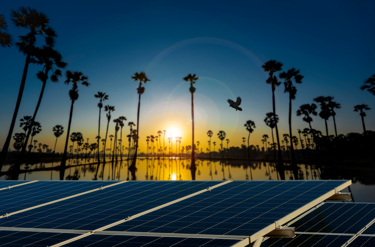 Fotovoltaico e biodiversità, come gli impianti solari proteggono la natura