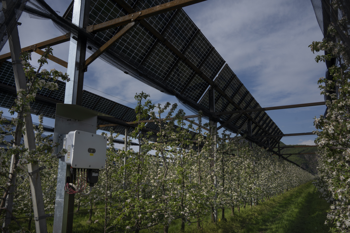 Agrivoltaico in Alto Adige: innovazione tra i filari di meleti con il progetto europeo Symbiosyst,