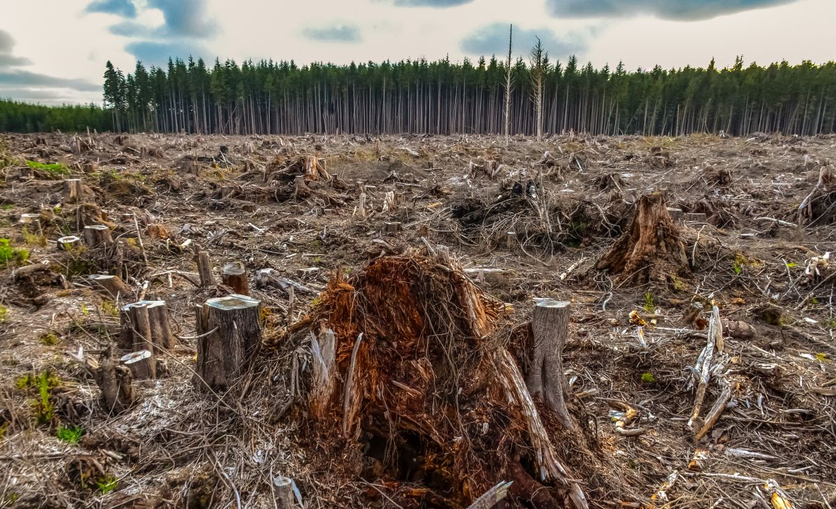Rapporto FAO: la deforestazione diminuisce, ma occorre tutelare le aree forestali 